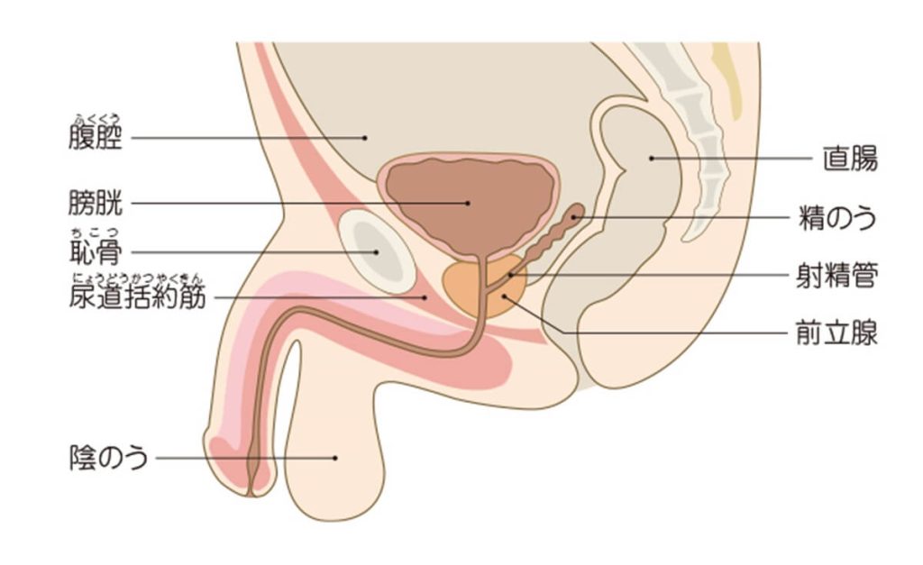 前立腺の構造