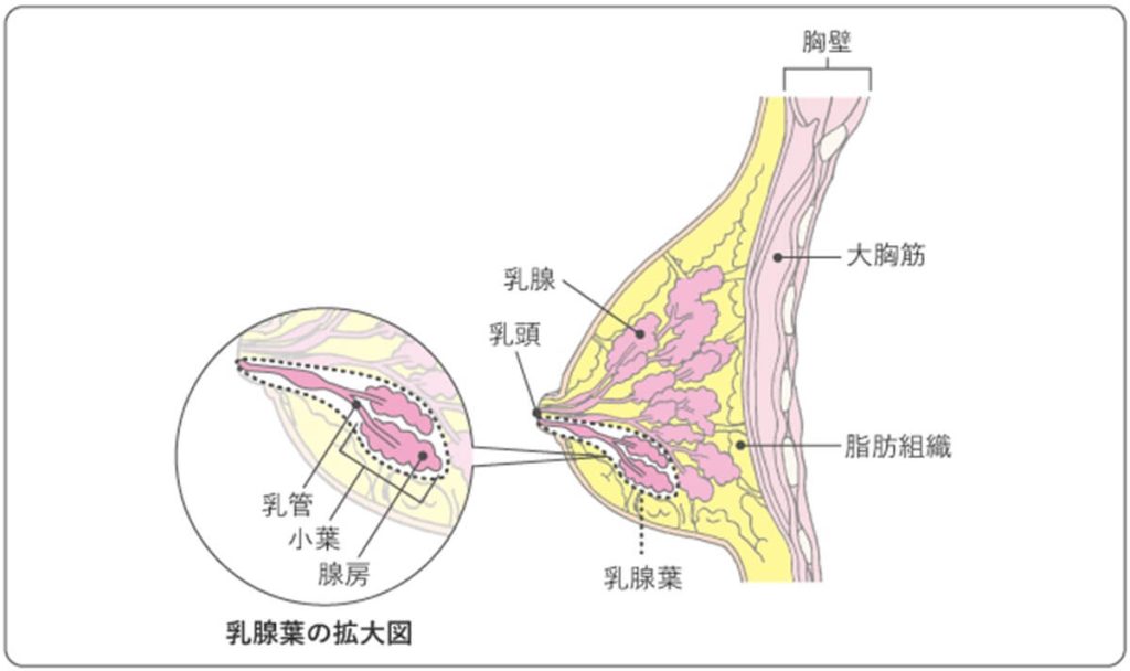 乳房の図解