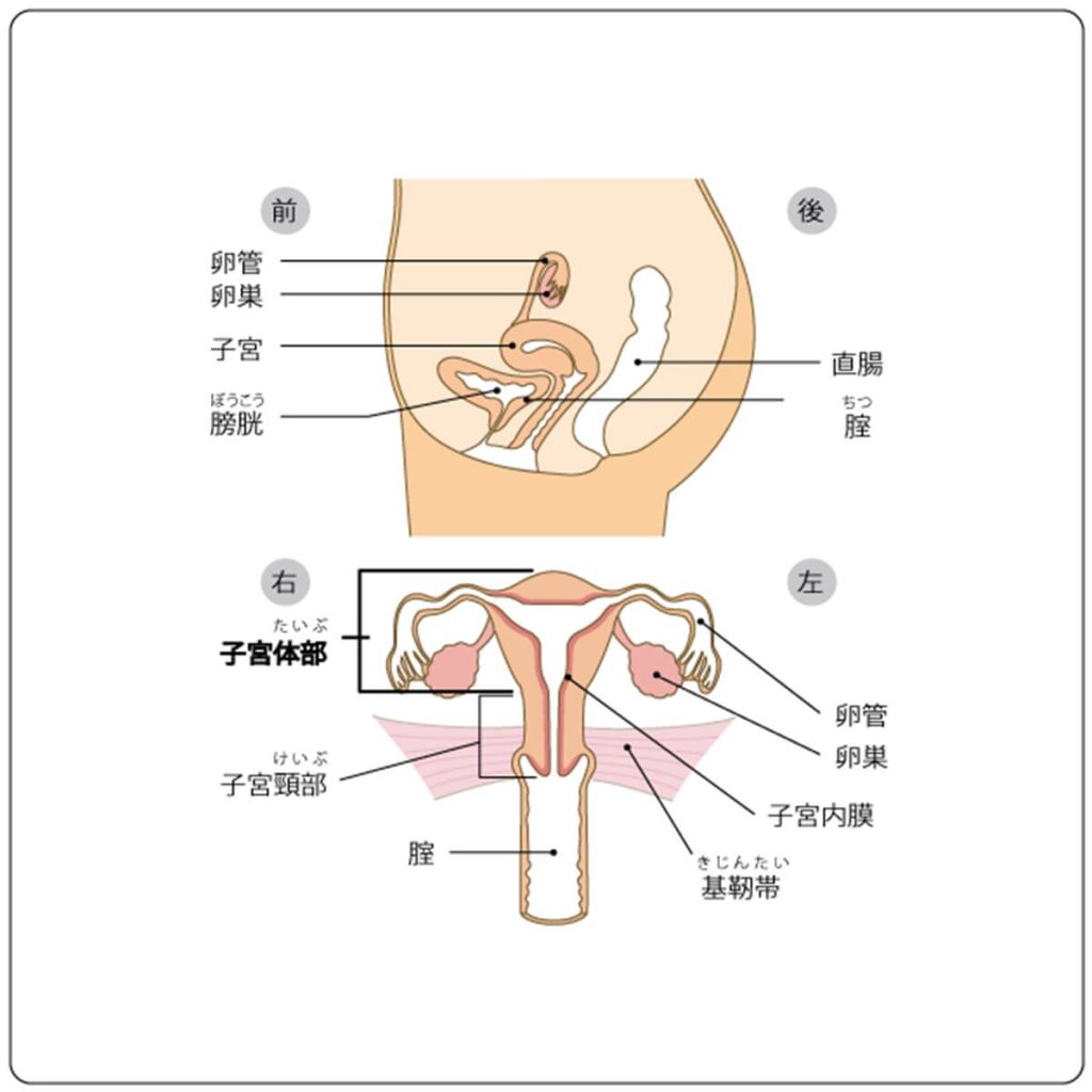 子宮の図解