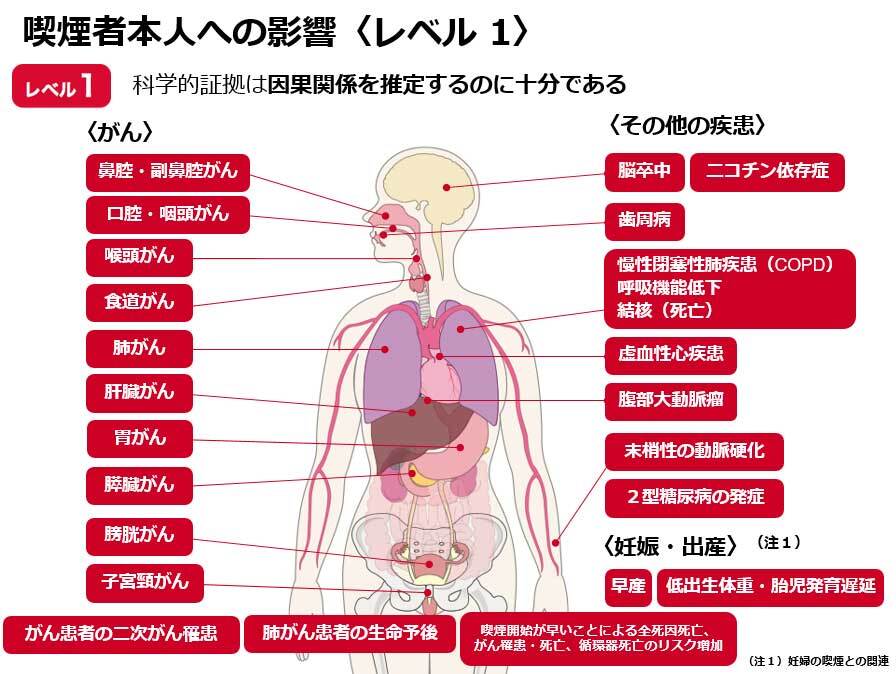 「喫煙と健康」喫煙の健康影響に関する検討会報告書 平成28年8月 喫煙の健康影響に関する検討会スライド