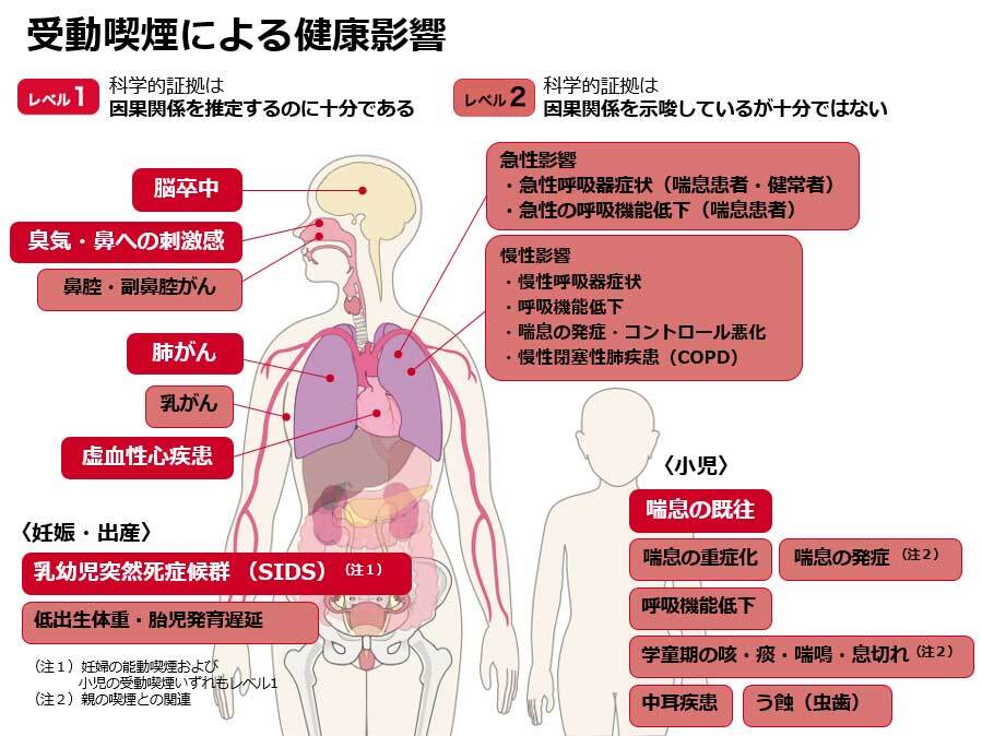 「喫煙と健康」喫煙の健康影響に関する検討会報告書 平成28年8月 喫煙の健康影響に関する検討会スライド